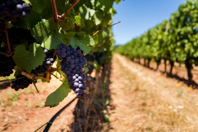 willamette valley pinot noir vines
