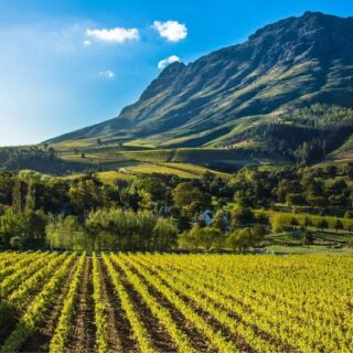 stellenbosch wine region