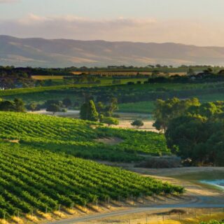 McLaren Vale Vineyards