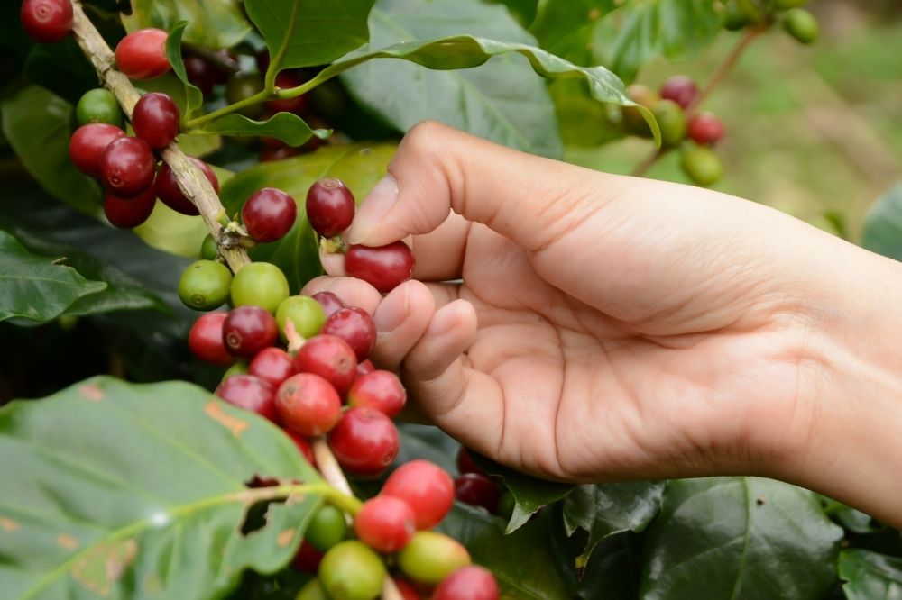 Picking coffee beans