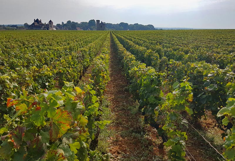 Vineyards of Burgundy